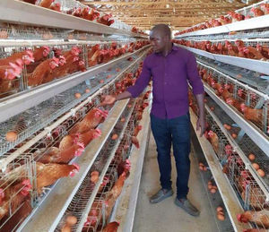 Jaula para 96 Aves de Bajo Costo con Carro de Alimentación, Jaulas en Capas para Gallinas Ponedoras, Jaula para Granja Avícola - Product Image 5