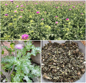 Extrait de plante Premium Silybum Marianum Suplementos Alimentares - Product Image 3