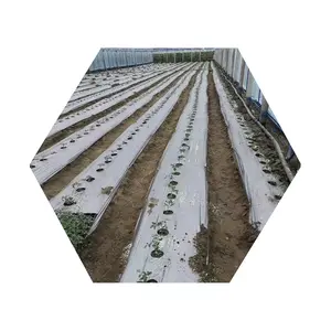 <span class=keywords><strong>Film</strong></span> d'agriculture en argent <span class=keywords><strong>noir</strong></span> avec trous, 1 pièce, fournitures d'usine chinoise - Product Image 1