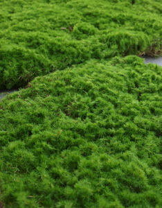 Ornements de flocage artificiels de mousse de Multisize de bonne qualité décoratifs pour la fleur d'usine en pot - Product Image 4