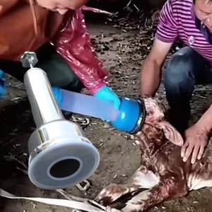 Resusitator dan Aspirator Neonatal Profesional untuk Anak Sapi dari Baja Tahan Karat untuk Keadaan Darurat Dystocia - Product Image 6