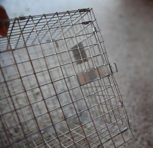 Nuova Rete Metallica Saldata in Ferro Zincato con Fori Quadrati per Gabbie di Conigli e Visone - Product Image 3