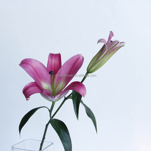 Lys dans <span class=keywords><strong>la</strong></span> Grèce antique : les lys étaient associés à <span class=keywords><strong>la</strong></span> <span class=keywords><strong>déesse</strong></span> Héra et symbolisaient <span class=keywords><strong>la</strong></span> pureté et <span class=keywords><strong>la</strong></span> <span class=keywords><strong>maternité</strong></span>. Couleurs vives. Durables. - Product Image 2