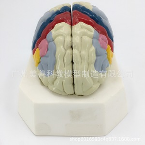 Modèle de lobulation cérébrale, modèle d'artère cérébrale, modèle d'anatomie du cerveau, modèle de région fonctionnelle du cerveau, modèle de cerveau en couleur - Product Image 4