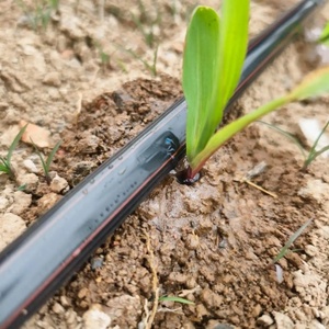 Cinta de Riego por Goteo para Invernadero e Hidroponía, para Flores y <span class=keywords><strong>Plantas</strong></span> de Vivero - Product Image 6