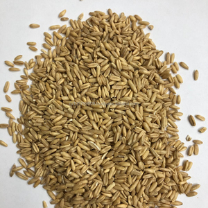 processing plant cocoa processing equipmentcacaobean sorting
