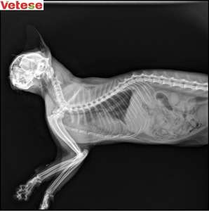 獣医x線馬の手足検出機デジタルdr x線システム獣医 - Product Image 5