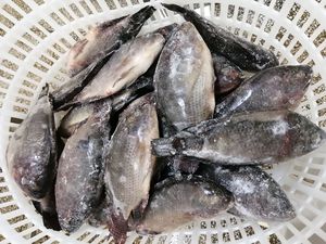 Marisco al por mayor de calidad superior fresco pescado congelado todo tilapia - Product Image 3