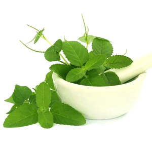 Polvo de Tulsi Natural, Polvo Herbal Finamente Molido para el Cuidado de la Piel, el Cuidado del Cabello y Uso Multipropósito, Ingrediente Procesado Limpio - Product Image 4