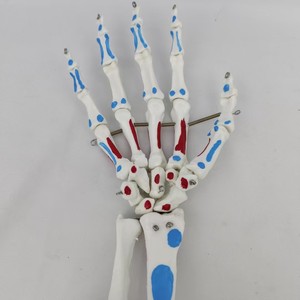 Modelo de Mano Humana con Articulaciones, Músculos <span class=keywords><strong>y</strong></span> <span class=keywords><strong>Huesos</strong></span> (Ulna <span class=keywords><strong>y</strong></span> Radio) a Tamaño Real para Entrenamiento Médico en Escuelas de Medicina - Product Image 5