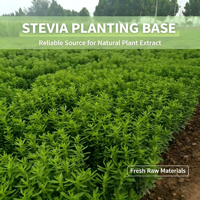 Poudre d'extrait de feuilles de Stevia Rebaudiana à 90 % de stéviosides, édulcorant naturel et supplément oral de qualité alimentaire