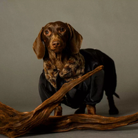 Vêtements personnalisables pour chiens, chandail réversible léger et confortable pour chiens, vêtements pour animaux de compagnie, vêtements pour petits chiens
