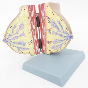 mammary gland model