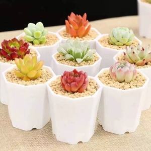 Pots de plantes succulentes modernes et écologiques en plastique Livraison gratuite Plantes vertes Petites plantes succulentes en pot <span class=keywords><strong>Cadeaux</strong></span> pour la maternelle - Product Image 1