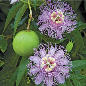 Poudre d'extrait de fleur de la passion de haute qualité, <span class=keywords><strong>prix</strong></span> de gros, fournisseur d'usine Ciyuan - Product Image 6