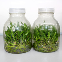 Pot en verre transparent professionnel de 650 ml pour la culture de tissus végétaux avec bouchon en plastique pour usage domestique
