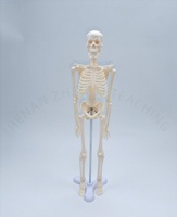 Modèle de squelette anatomique humain miniature de 45 cm pour l'enseignement, en PVC, pour la science médicale