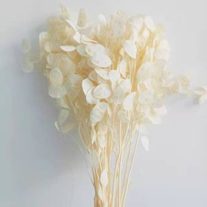 Ins Vente Chaude Fleurs Séchées <span class=keywords><strong>Lunaria</strong></span> <span class=keywords><strong>Annua</strong></span> pour Maison/Mariage Décoration Fleur pour Arrangement Bouquet - Product Image 4