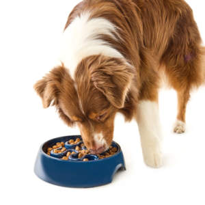 Moderno y Duradero Plato para Mascotas Impermeable A5 para Interiores y Exteriores, 0.5 kg, Melamina Ecológica, Hecho en Vietnam, Alimentación Lenta Manual, Apto para Lavavajillas - Product Image 1