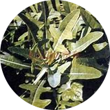 レタスパウダーワイルドレタスエキスワイルドレタスリーフエキスパウダー工場供給 - Product Image 3