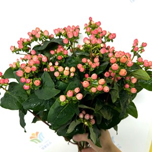 Flores de Frijol Rojo Frescas Fire Dragon Ball, <span class=keywords><strong>Flor</strong></span> de <span class=keywords><strong>Acacia</strong></span>, Pequeña Fruta Roja, para Decoración de Bodas, Hoteles y Restaurantes - Product Image 2
