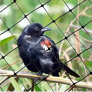 Le fournisseur chinois de filet à l'épreuve des oiseaux peut personnaliser la taille.