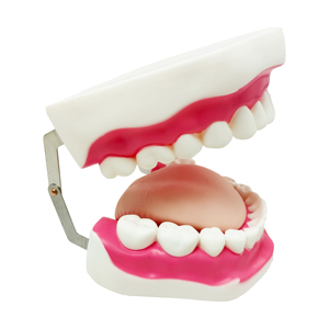 Modelo de Dientes de PVC para Estudio Anatómico Médico, Enseñanza, Protección Bucal para Adultos, Entrenamiento en Cuidado Dental, Reparación Dental, Modelo de 28 Dientes con Cepillo de Dientes - Product Image 2