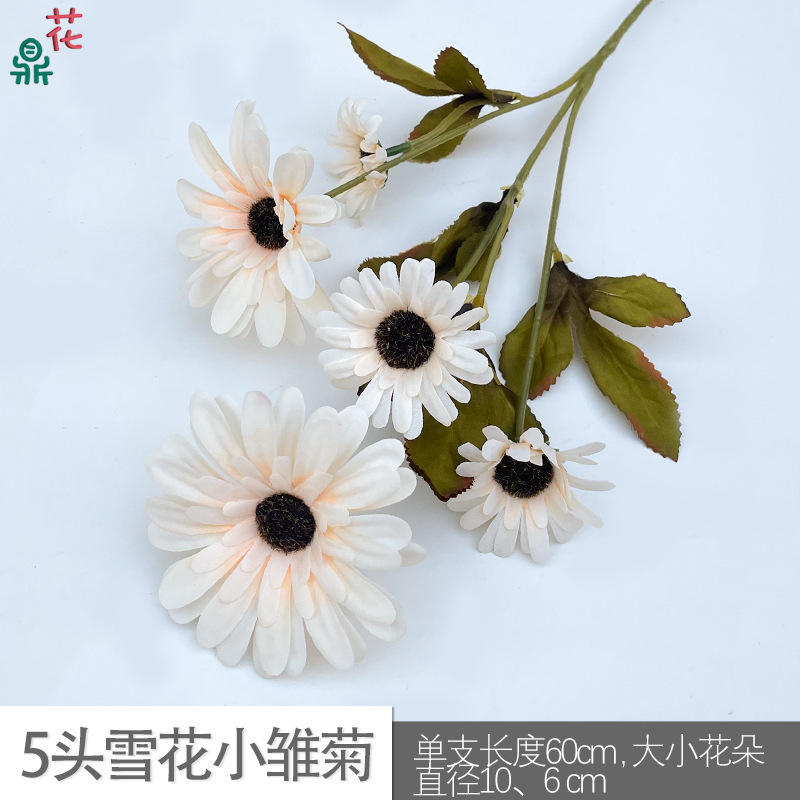 5ดอกเดซี่เกล็ดหิมะสีแชมเปญ