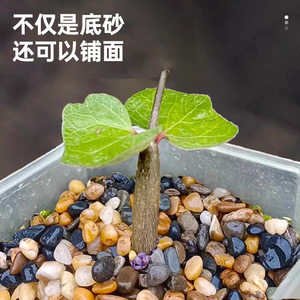 White Pebbles Natural <b>Stone</b> Irregular Shape For Garden Courtyard Decoration - Product Image 3