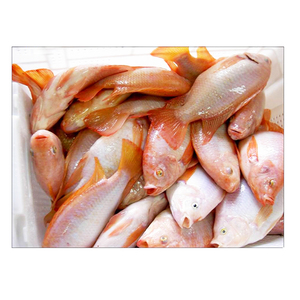 Tilapia Rossa Premium Congelata 600-800g, Tilapia Intera Congelata - Product Image 6