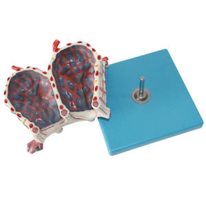 Modelo <span class=keywords><strong>de</strong></span> Alvéolo Humano, Estructura Alveolar Altamente Detallada con Capilares Codificados por Color para Educación Médica y Estudio Respiratorio - Product Image 4