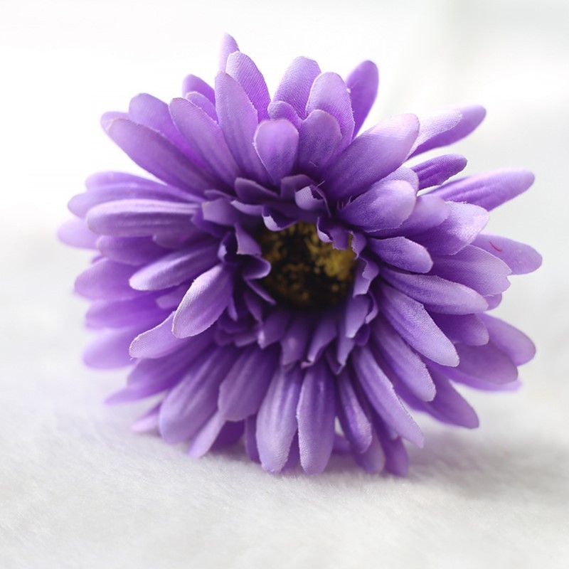 Viola