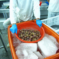 Diepvries IQF gepelde lychee, pitloos, wit vlees, bulk diepvries lychee vruchten, BRC HACCP gecertificeerd, diepvries lychees voor sap en smoothies
