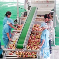 500Kg 380V Fruit Sortering En Sorteermachine Voor Landbouwbedrijven Met Houten Kast Zilver Grootser Met Fruit Palox Big Bag