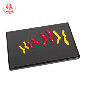 Modelo de Cambios Cromosómicos en Meiosis (33305 Componentes) - Instrumento Magnético de Enseñanza de Biología de 280*180mm - Product Image 2