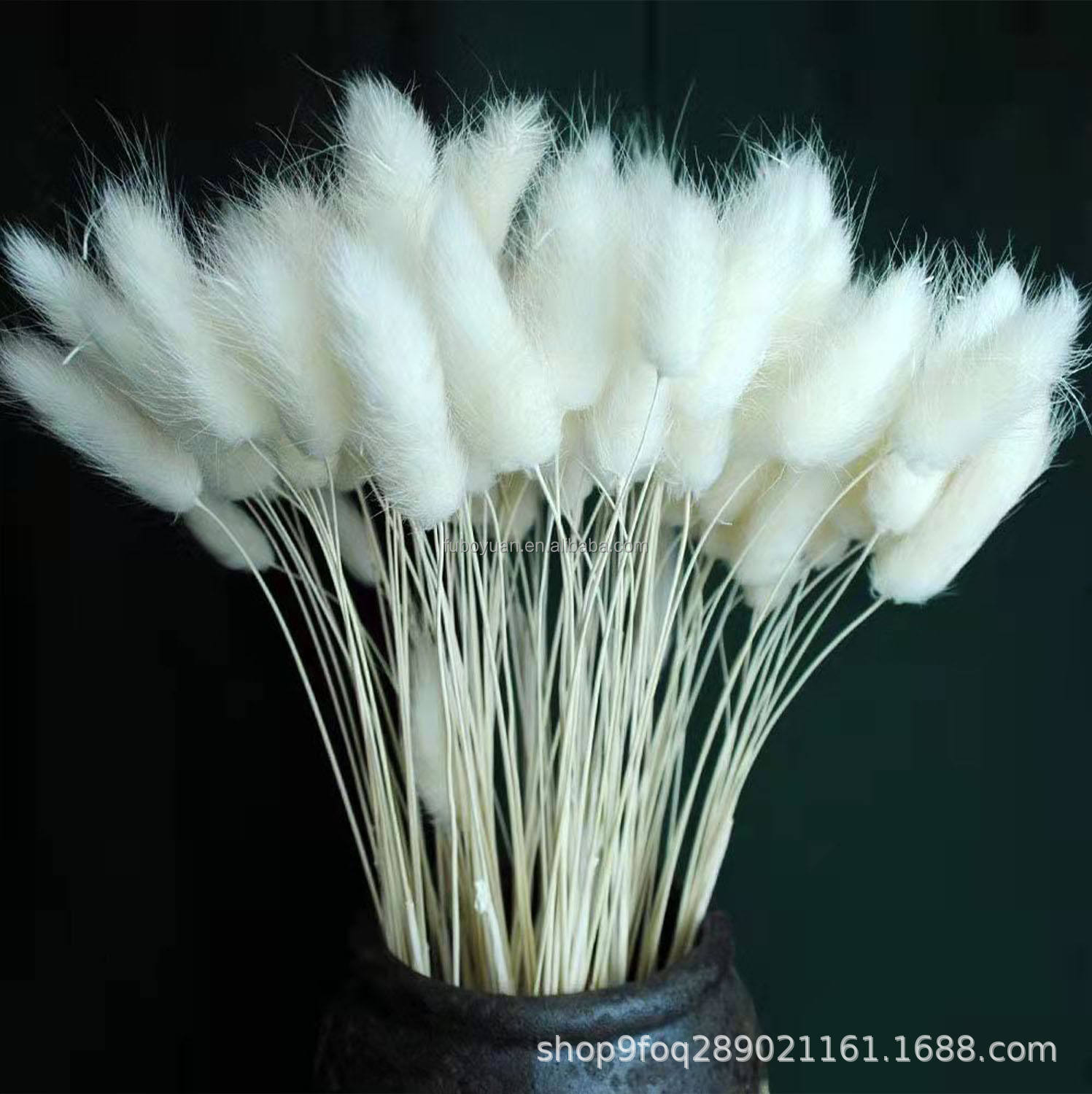 White bunny tail grass