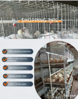 Cages Simples pour Poulets de Chair de Type H, Économie d'Espace pour 1000 Poussins