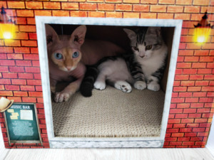 <span class=keywords><strong>Abri</strong></span> pour <span class=keywords><strong>chat</strong></span> Zhejiang écologique en <span class=keywords><strong>carton</strong></span> mignon maison à gratter pour animaux de compagnie grand stockage intérieur maison en <span class=keywords><strong>carton</strong></span> pour <span class=keywords><strong>chat</strong></span> - Product Image 5