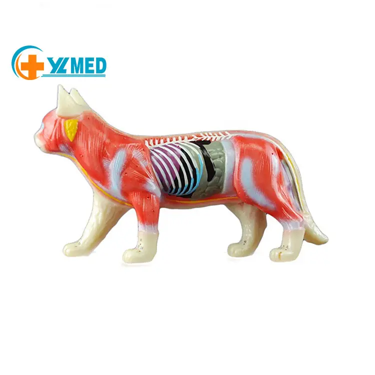 猫の鍼モデルメーカーCatAcupunctureModel、医療科学解剖学モデル、中国医療解剖学
