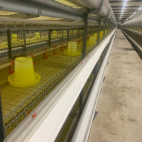 Nouvelle cage à poulets Huabang Q235 de type H, système automatique, haute productivité, équipement d'élevage de poulets de chair, équipement avicole