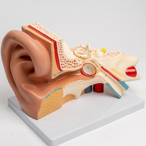 Sciedu giảng dạy y học mô hình tai phóng đại bên ngoài giữa và bên trong tai hệ thống thính giác cấu trúc tai Mô hình giải phẫu - Product Image 5