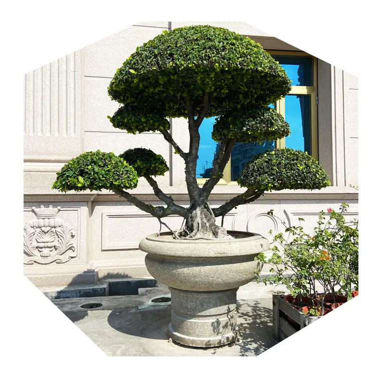 Giardino cinese in pietra naturale rotonda Bonsai ciotola Penjing Art Micro paesaggio in vaso grande vaso di fiori fioriere