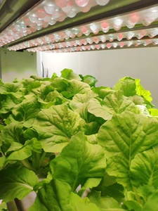 Agriculture Microgreen Aquaponics Indoor Vertical Hydroponic Growing Systems Planting Grow Vegetables Vegetable <b>Rack</b> Hydroponic - Product Image 6