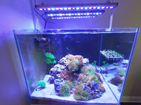 Salzwassertank-Beleuchtungslösung Aquarium-Licht-Installationsset mit Verstellbarer Rotationshalterung