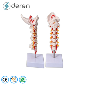 Modello di Colonna Vertebrale Flessibile di Alta Qualità con Pelvi e Teste Femurali <span class=keywords><strong>Mobili</strong></span> per Dimostrazioni di Fisioterapia - Product Image 5