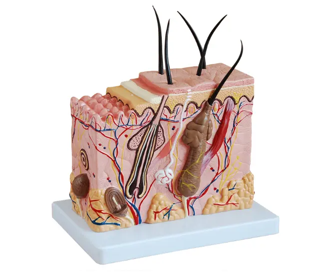 Modello di insegnamento anatomico della pelle ingrandita umana soggetto di scienza medica