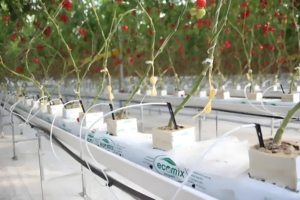 Soteng : Optimisation de l'Utilisation de l'Espace, Culture de Tomates en 3D, Serre de <span class=keywords><strong>Balcon</strong></span>, Irrigation Hydroponique - Product Image 3