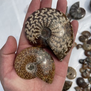 Vente en gros de spécimens d'ammonites naturelles de haute qualité, cristaux de guérison, <span class=keywords><strong>pierres</strong></span> précieuses en quartz pour cadeaux <span class=keywords><strong>minéraux</strong></span> - Product Image 4