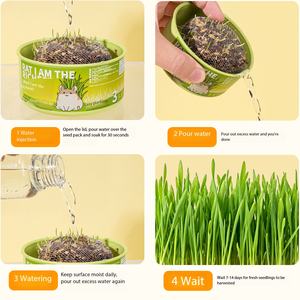 <span class=keywords><strong>Semillas</strong></span> <span class=keywords><strong>de</strong></span> Trigo Especiales para Hámster Sirio, Granos Germinados Hidropónicos, Alimento Comestible para Mascotas Pequeñas - Product Image 3