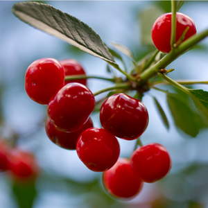 GMP Certified Natural Wild Crepe Myrtle <strong>Acerola</strong> <strong>Cherry</strong> Extract Food Grade High Quality Vitamin C Powder Water Halal Certified - Product Image 2